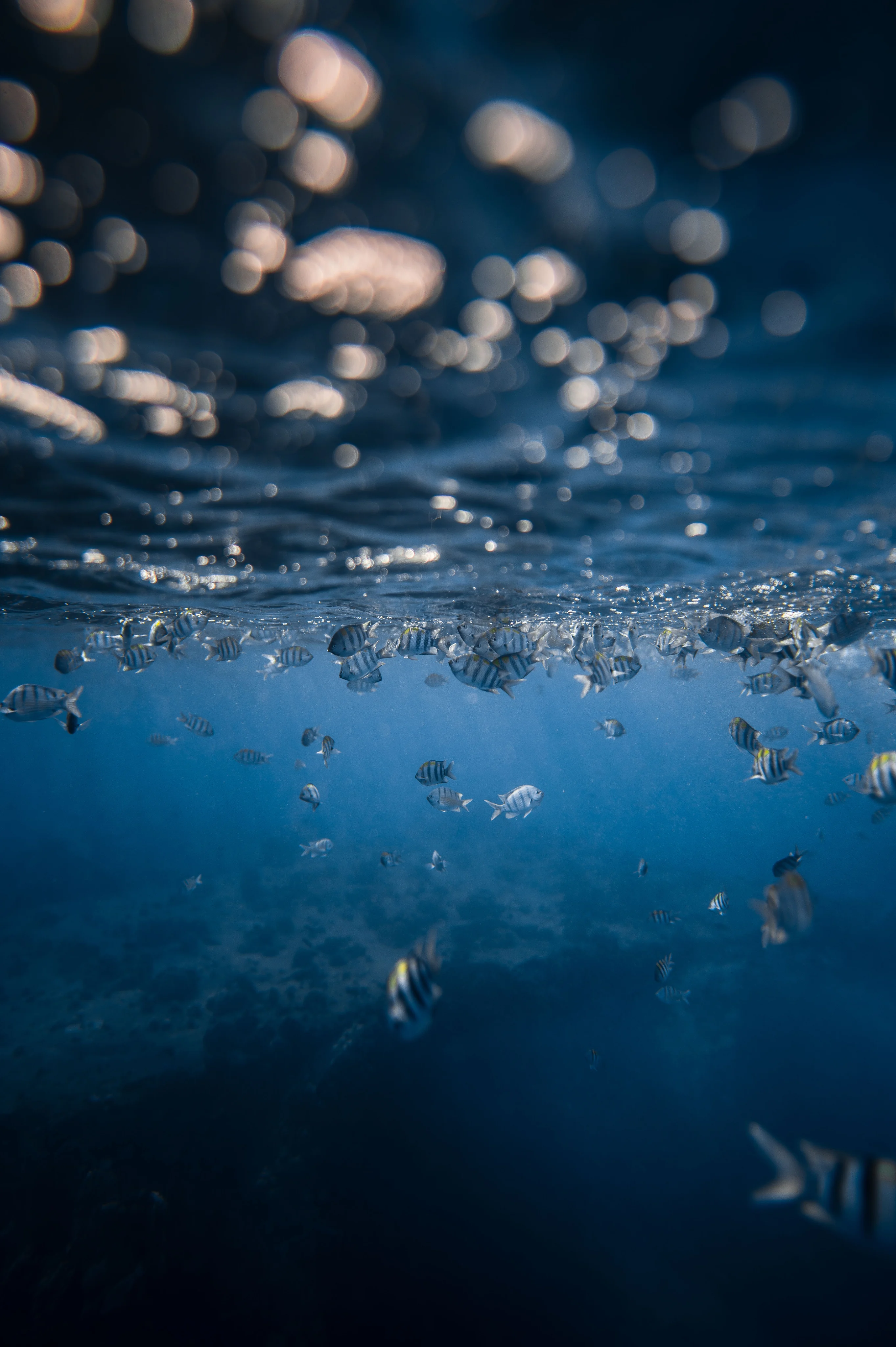 Vida marina bajo la superficie del agua